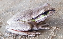 Litoria ewingii