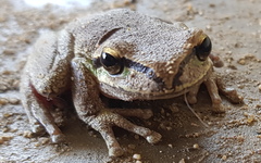 Litoria ewingii