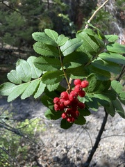 Sorbus