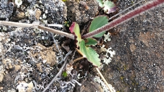 Micranthes hieraciifolia