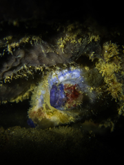 Asterocarpa coerulea