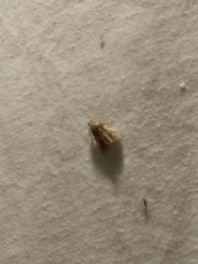 Aglossa