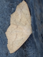 Sabulodes