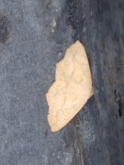 Sabulodes