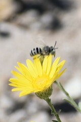 Megachilini