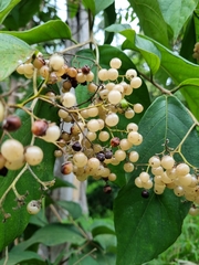 Cordia dentata
