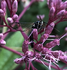 Synanthedon pictipes
