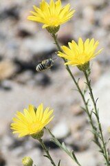 Megachilini