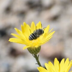 Megachilini