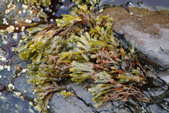 Fucus distichus