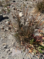 Juncus balticus