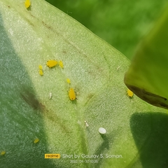 Danaus chrysippus