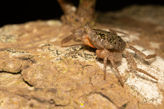 Aratus pisonii