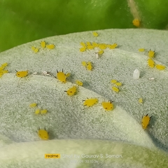 Danaus chrysippus
