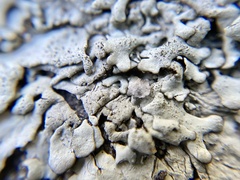 Xanthoparmelia conspersa