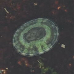 Testudinalia testudinalis