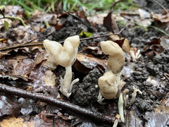 Helvella elastica