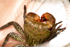 Aratus pisonii
