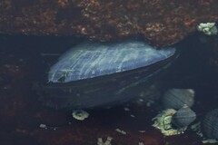 Mytilus edulis