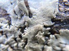 Xanthoparmelia conspersa