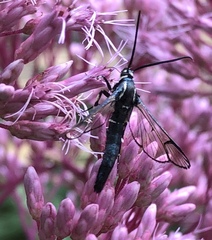 Synanthedon pictipes