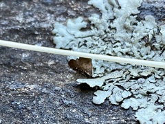 Xanthoparmelia conspersa