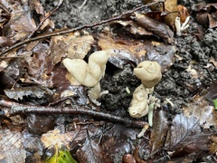 Helvella elastica