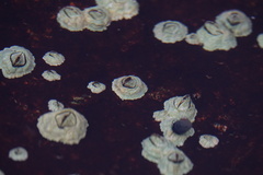 Semibalanus balanoides