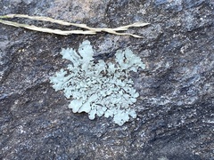 Xanthoparmelia conspersa