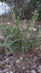 Scutellaria wrightii