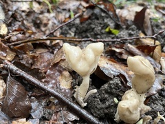 Helvella elastica