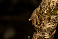 Aratus pisonii