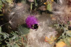 Bombus californicus
