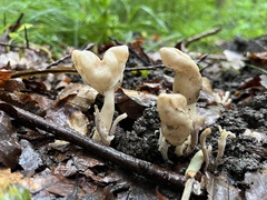 Helvella elastica