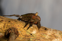 Aratus pisonii
