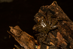 Aratus pisonii
