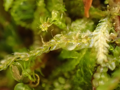 Calypogeia
