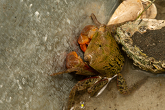 Aratus pisonii