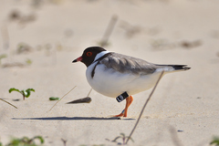 Thinornis cucullatus