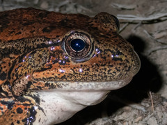 Rana draytonii