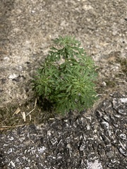 Leucospora multifida