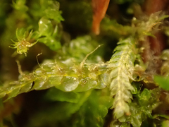 Calypogeia