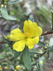 Hibbertia obtusifolia