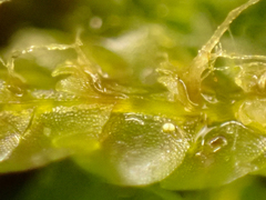 Calypogeia