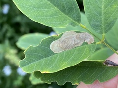 Chrysaster ostensackenella