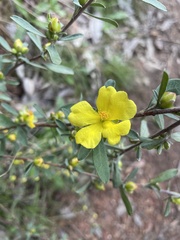 Hibbertia obtusifolia