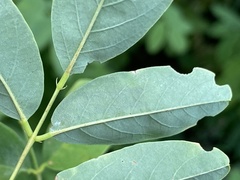 Chrysaster ostensackenella