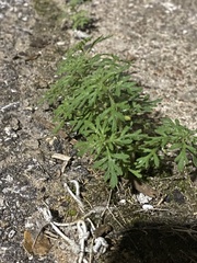 Leucospora multifida