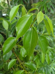 Cinnamomum camphora