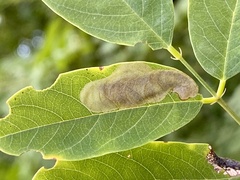 Chrysaster ostensackenella